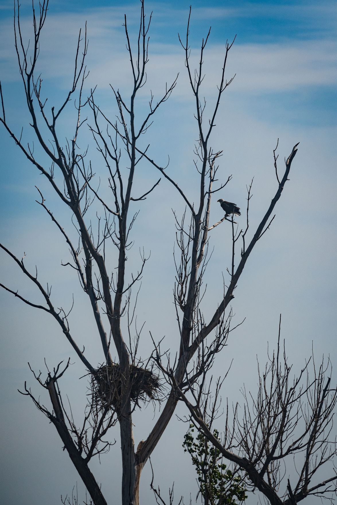 Eagles causing a stir